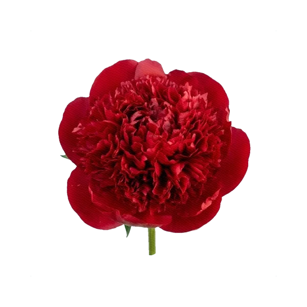 Peony Red Charm — Red Peony
