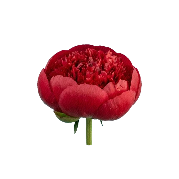 Şakayık Red Charm — side