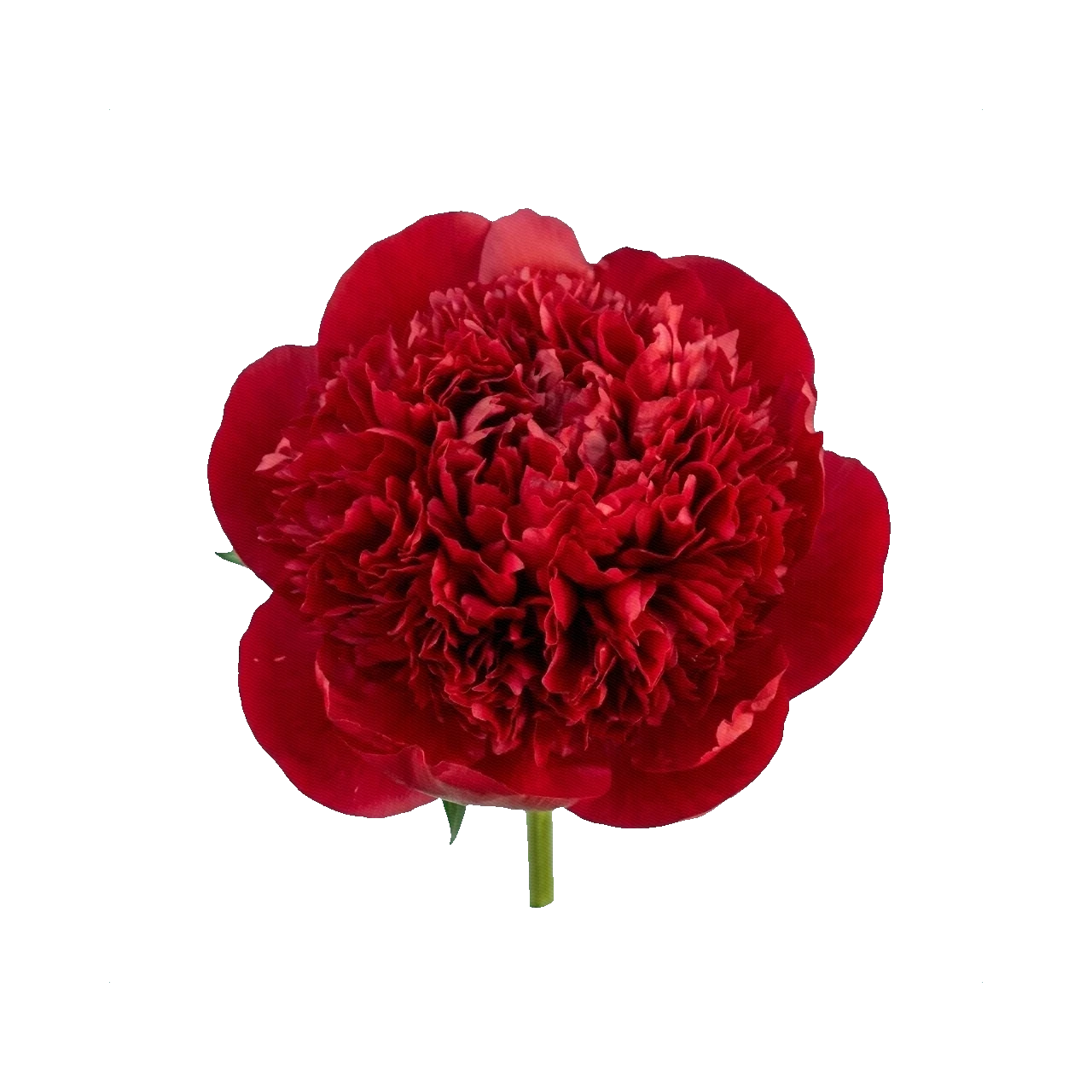 Peony Red Charm