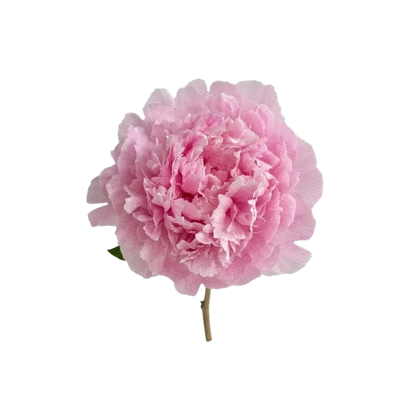 Peony Sarah Bernhardt