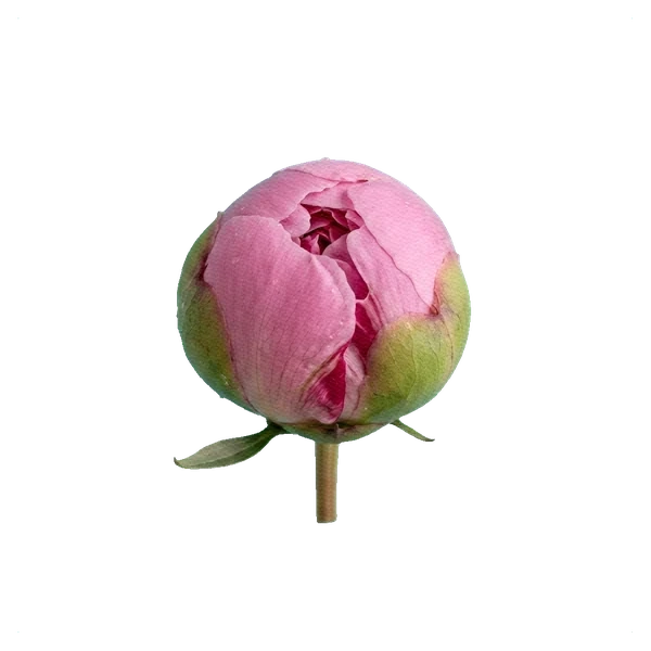 Peony Sarah Bernhardt — bud
