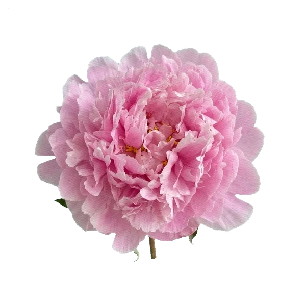 Peony Sarah Bernhardt — full