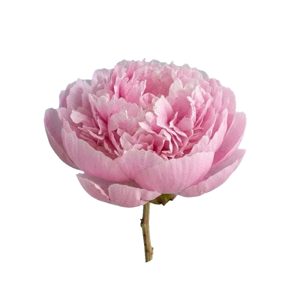 Peony Sarah Bernhardt — side