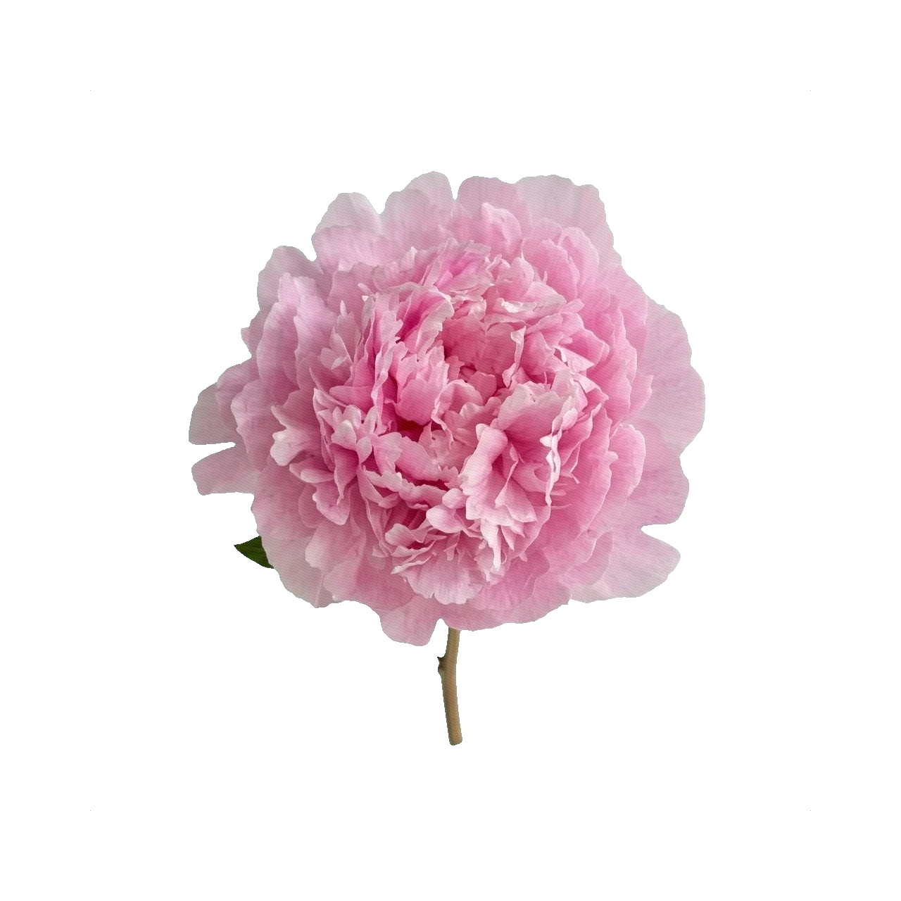 Peony Sarah Bernhardt