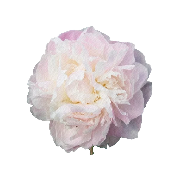 Peony Shirley Temple