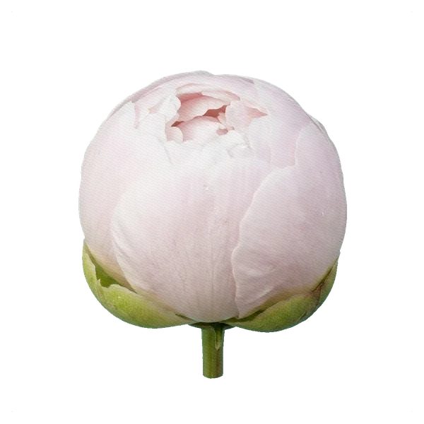 Pivoine Shirley Temple — bud