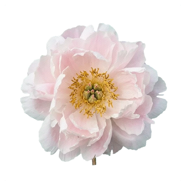 Pivoine Shirley Temple — full