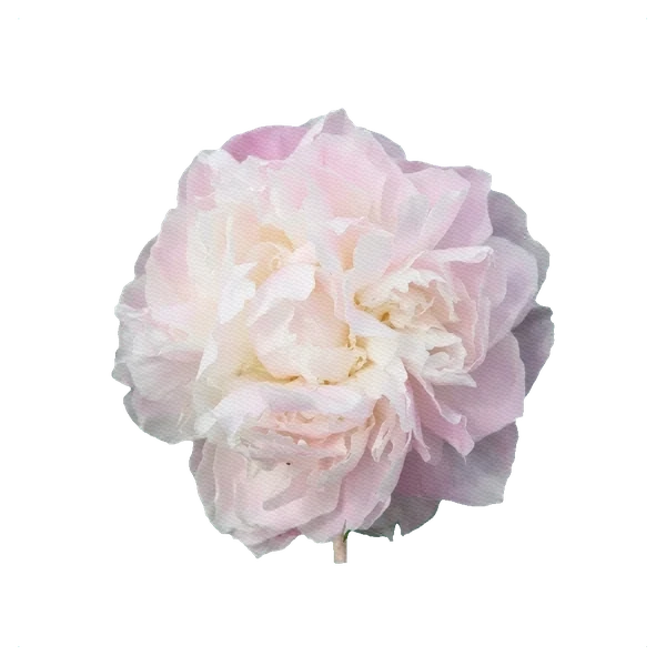Pivoine Shirley Temple — side