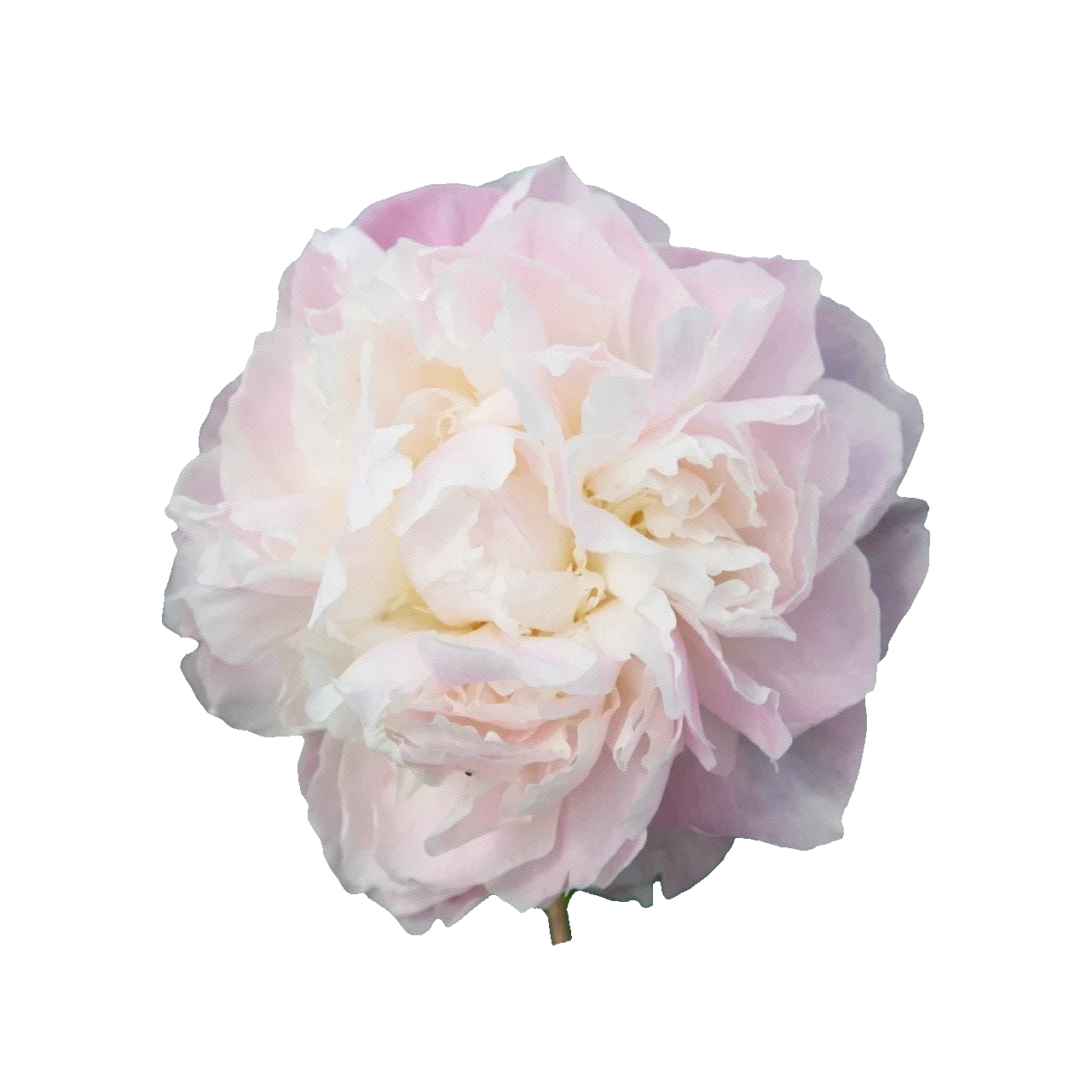 Peony Shirley Temple