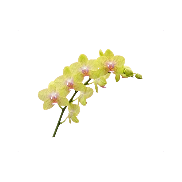 Phalaenopsis Golden Treasure