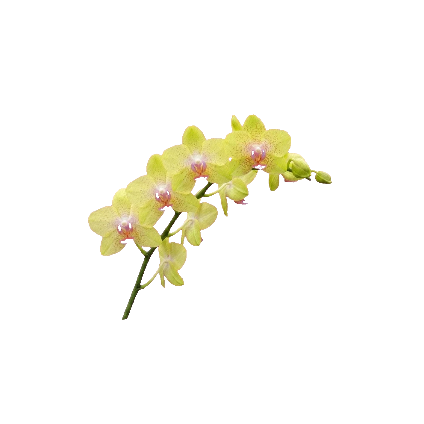 Phalaenopsis orchid