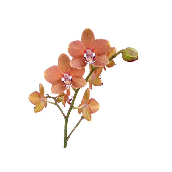 Phalaenopsis Orangine