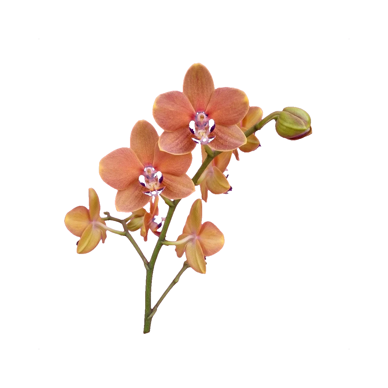 Phalaenopsis Orangine