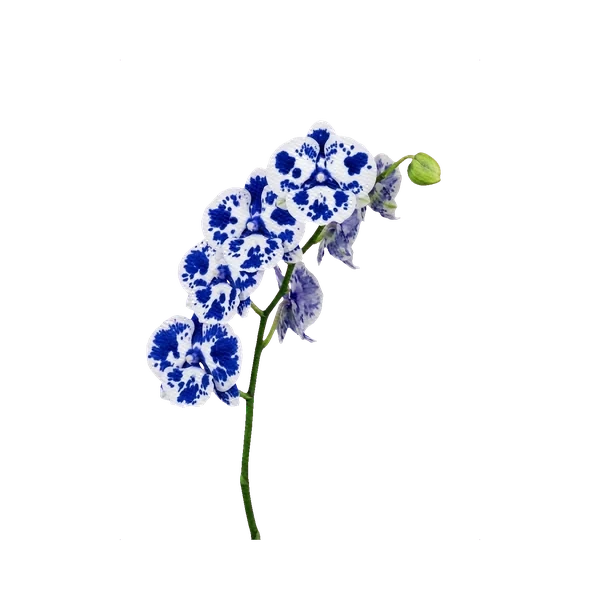 Phalaenopsis painted