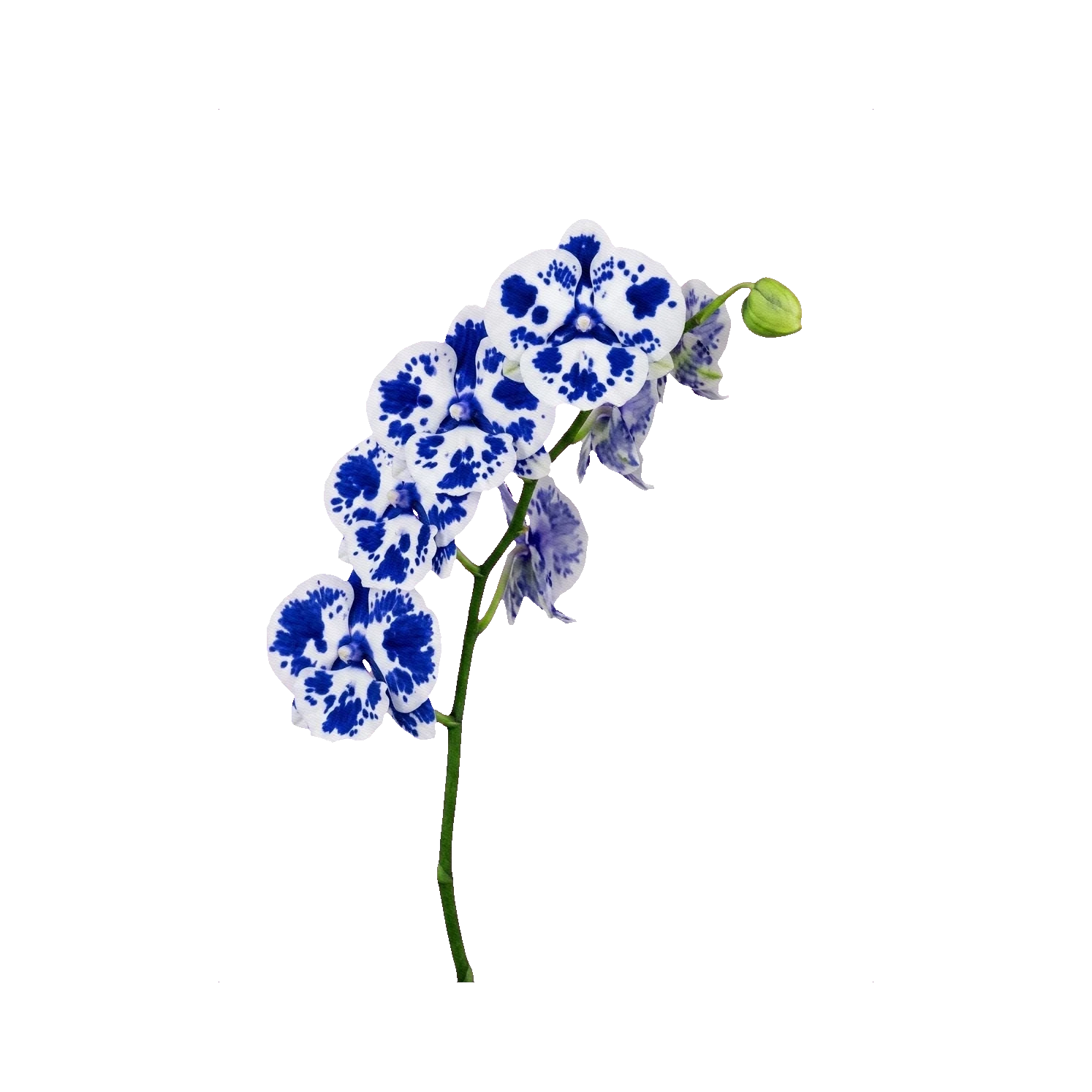 Phalaenopsis painted