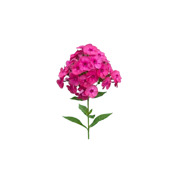 Phlox pink