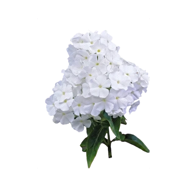Phlox white
