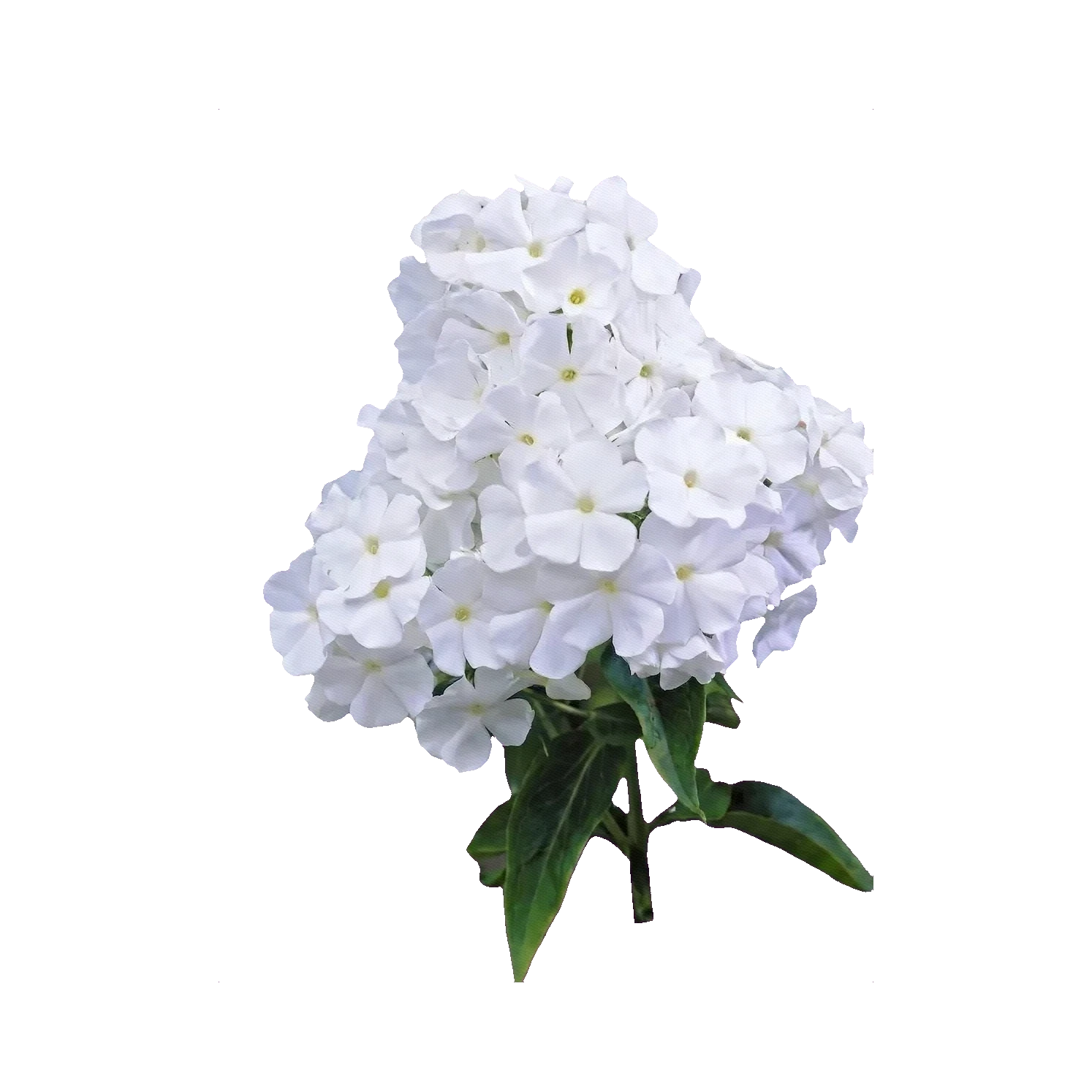 Phlox white