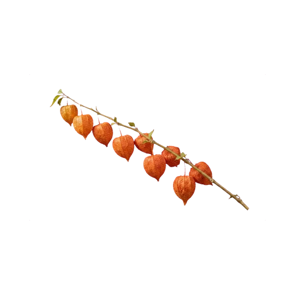 Physalis Chinese Lantern
