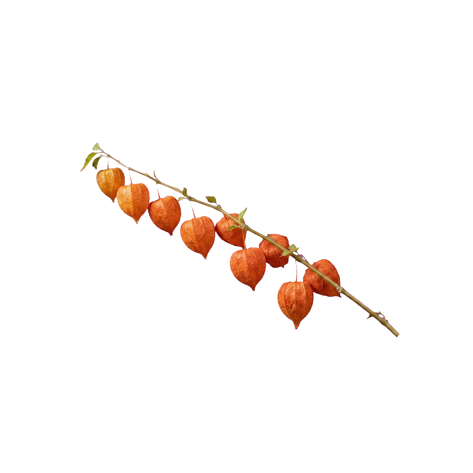 Physalis Chinese Lantern