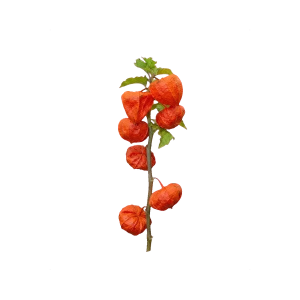 Physalis orange
