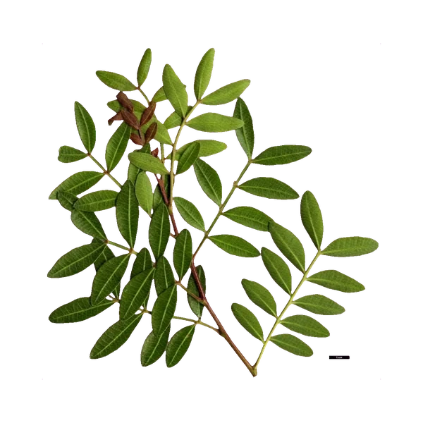 Pistacia lentiscus