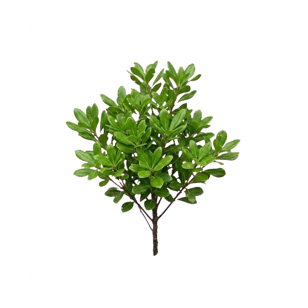 Green Pittosporum