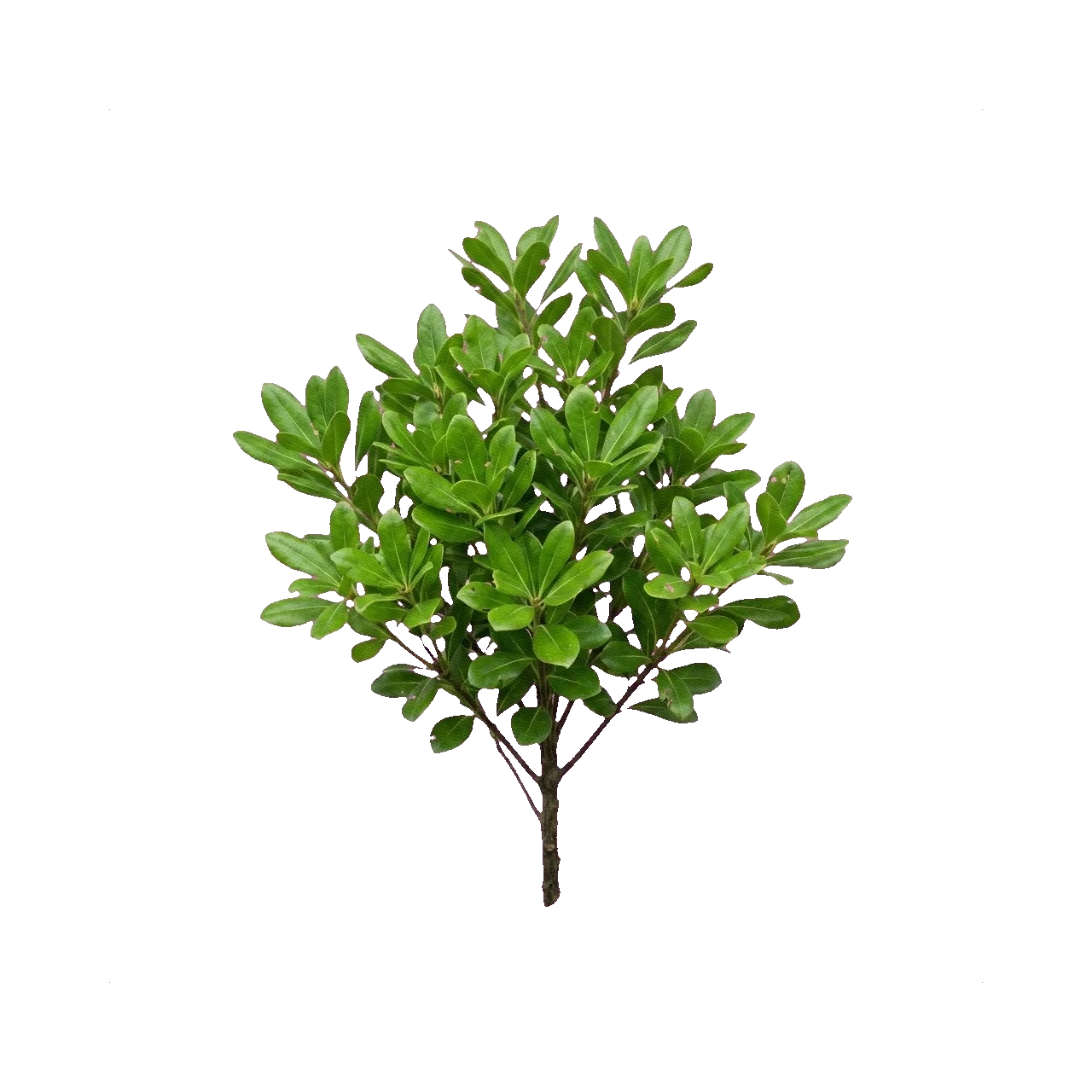 Pittosporum