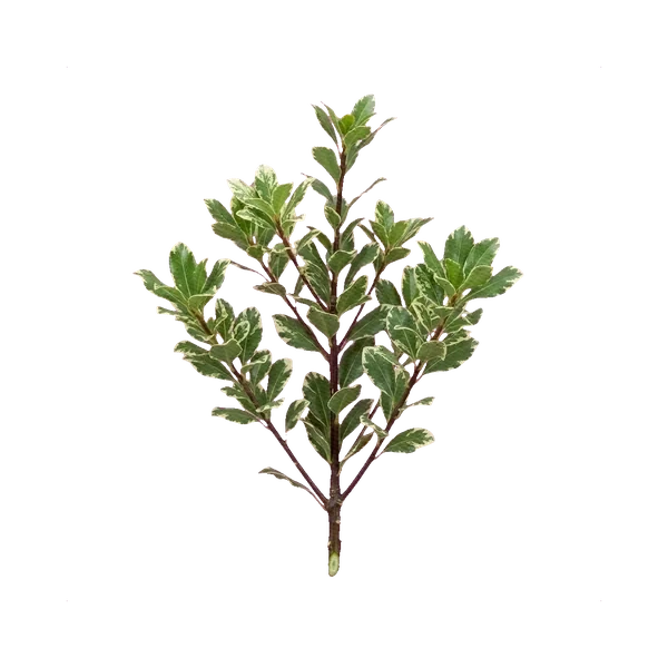Pittosporum Nevato
