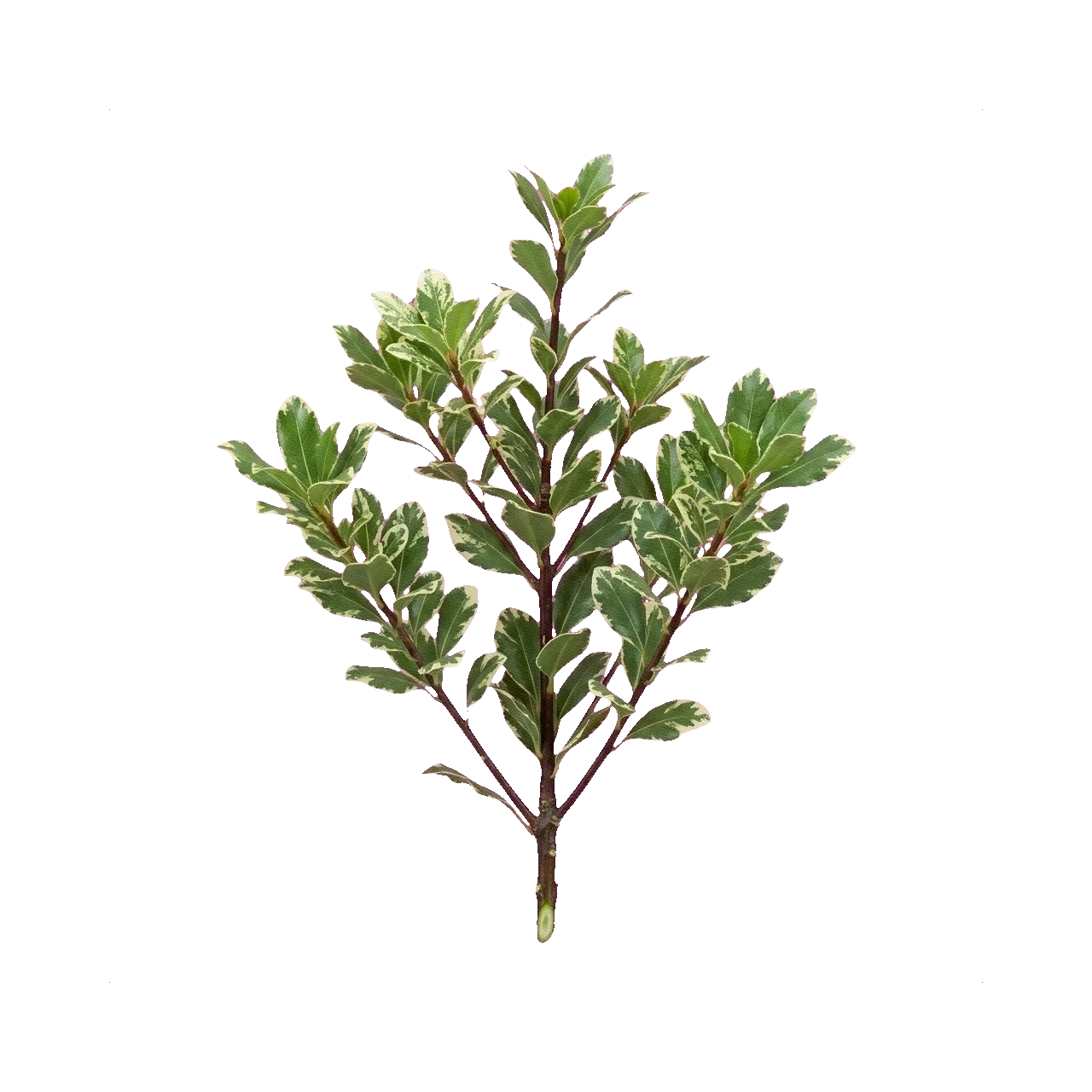 Pittosporum Nevato