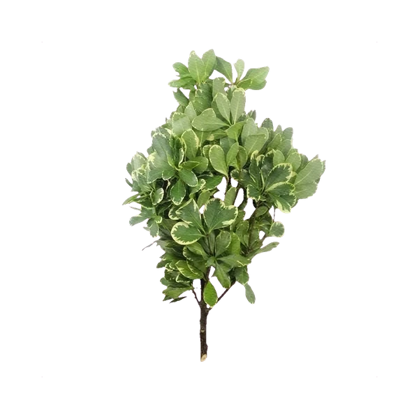 Variegated Pittosporum