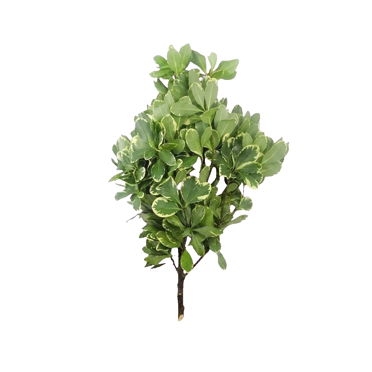 Variegated Pittosporum