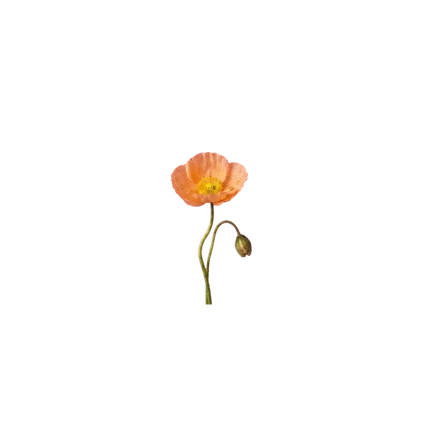 Iceland poppy