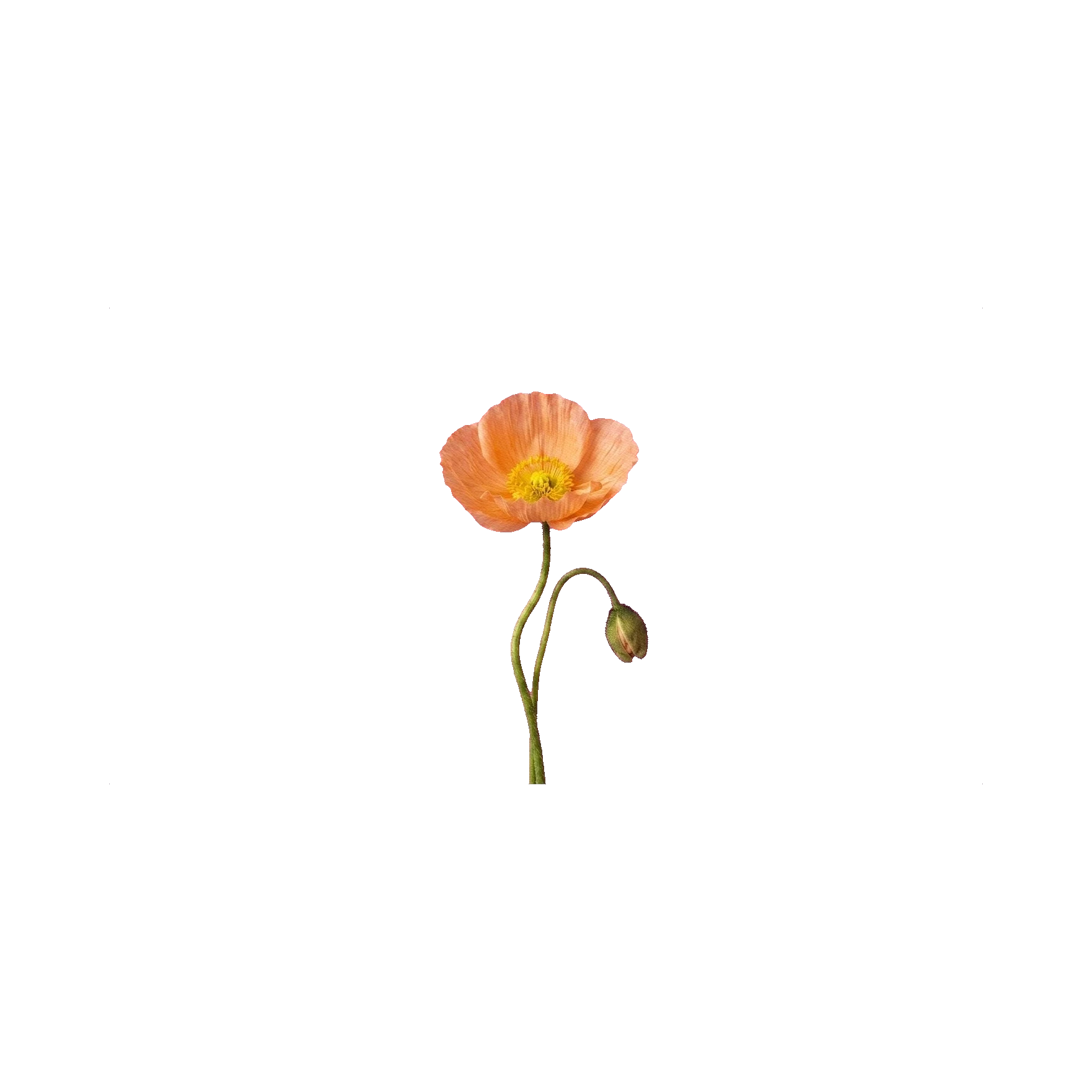 Iceland poppy