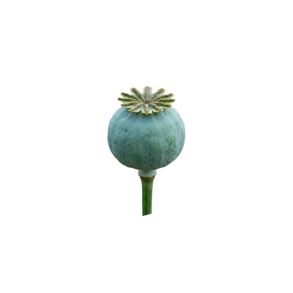 Poppy pod