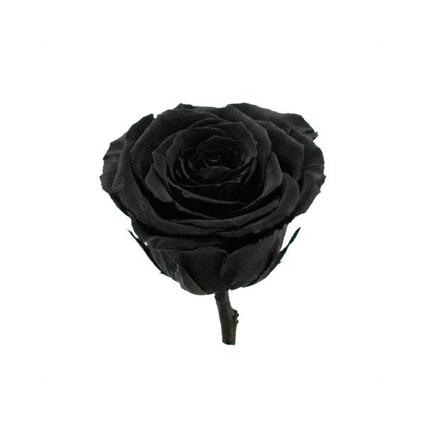 Preserved rose black