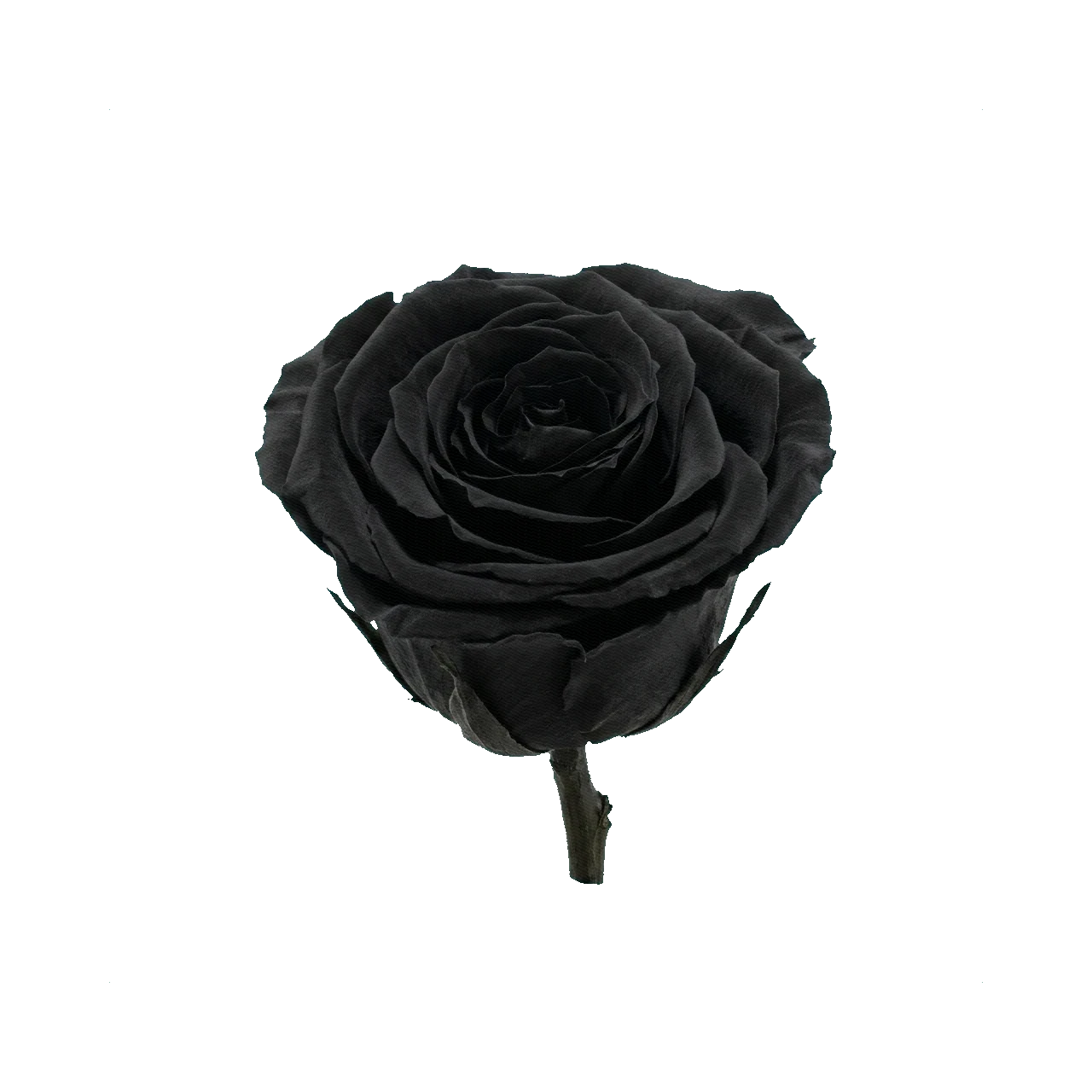 Preserved rose black