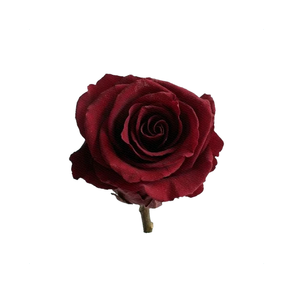 Preserved rose burgundy