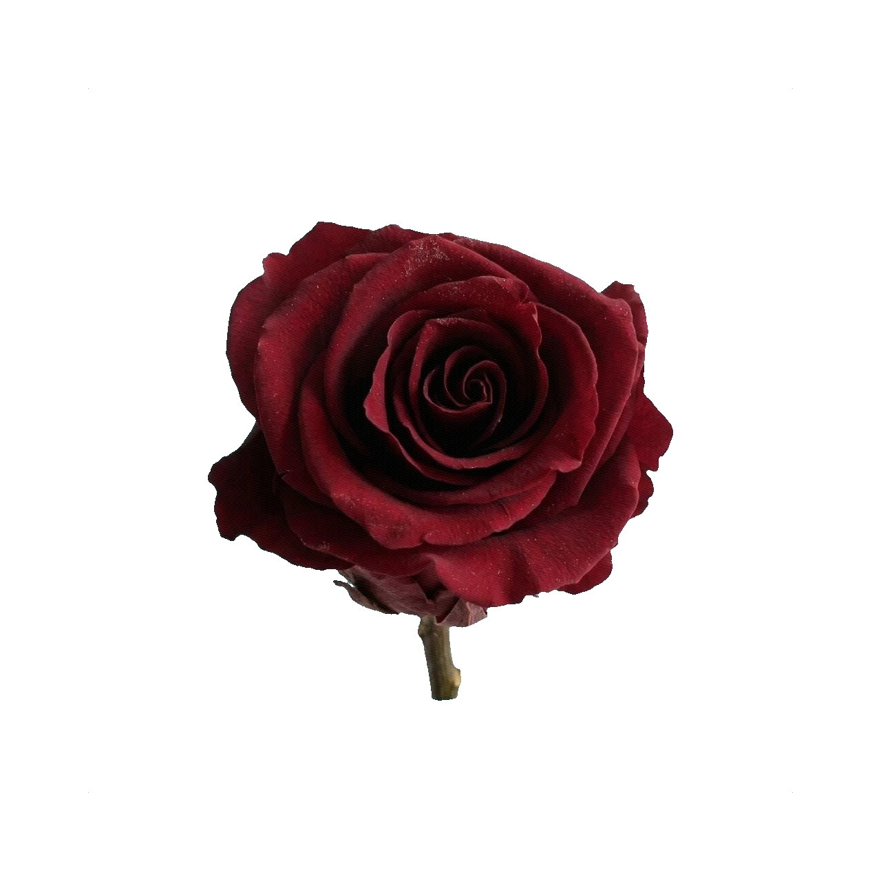 Preserved rose burgundy