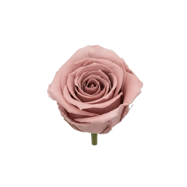 Preserved rose pink