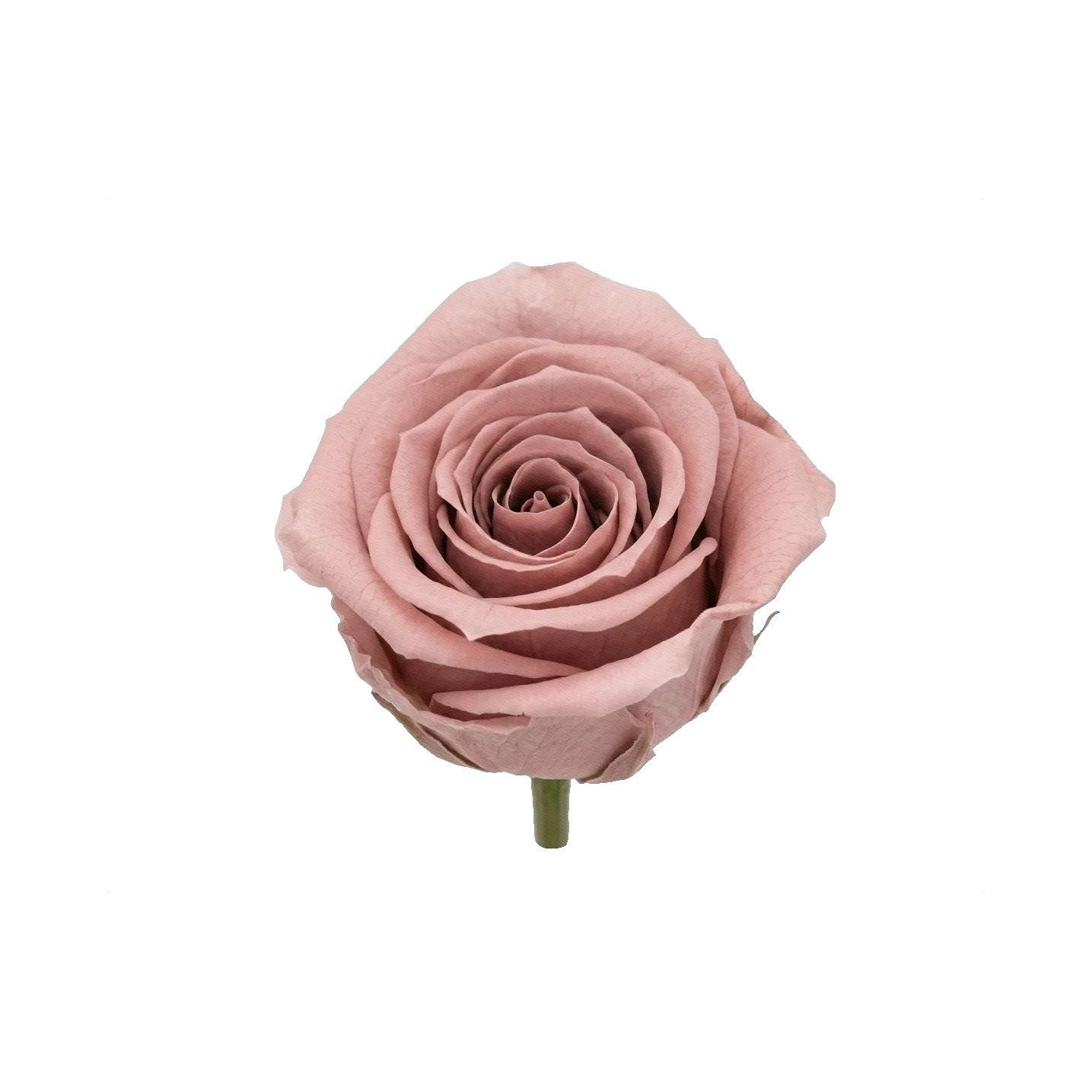 Preserved rose pink