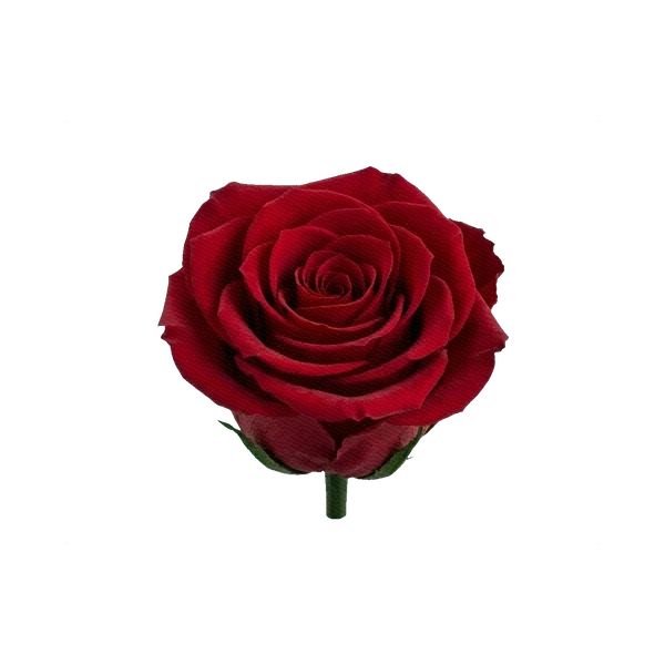 Preserved rose red