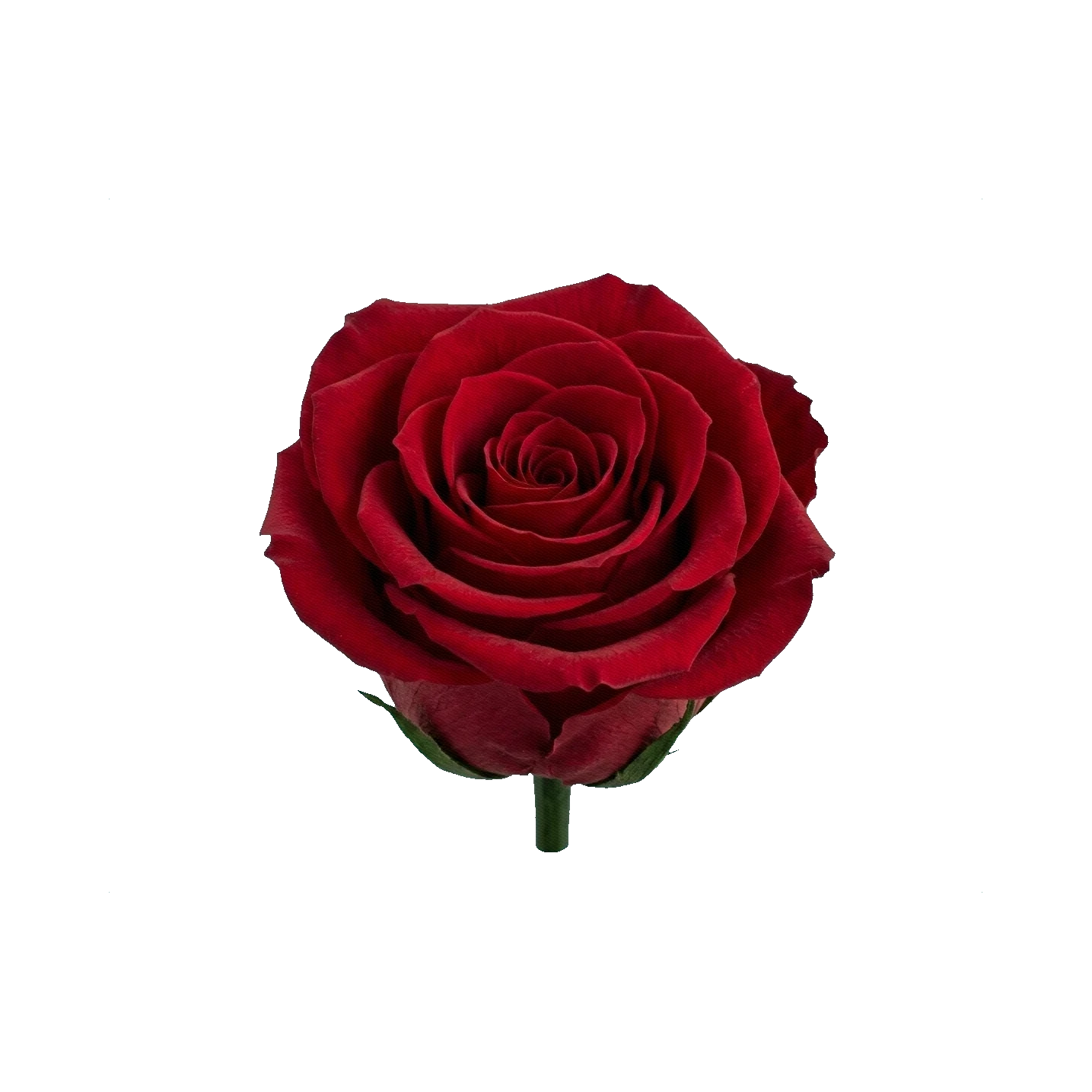 Preserved rose