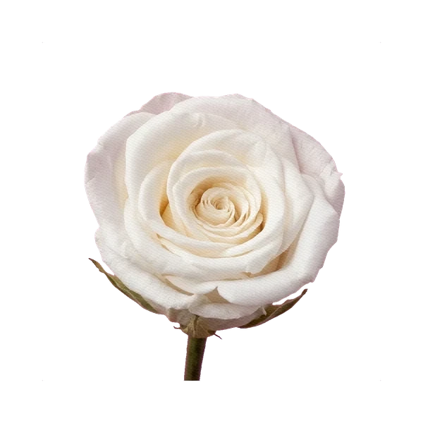 Preserved rose white