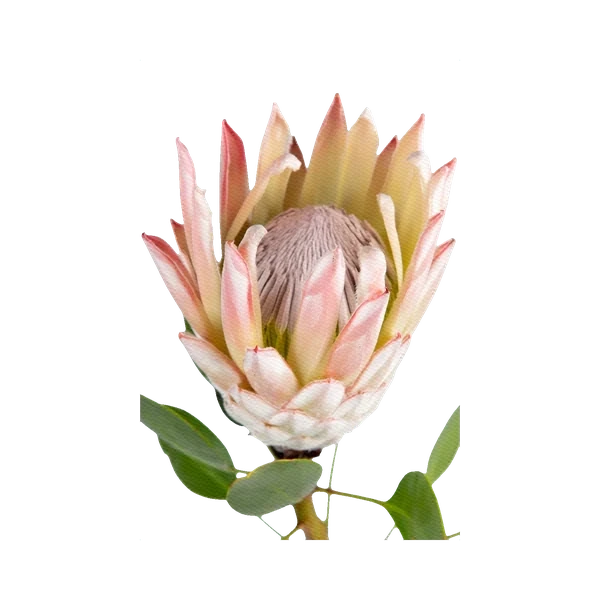 King protea