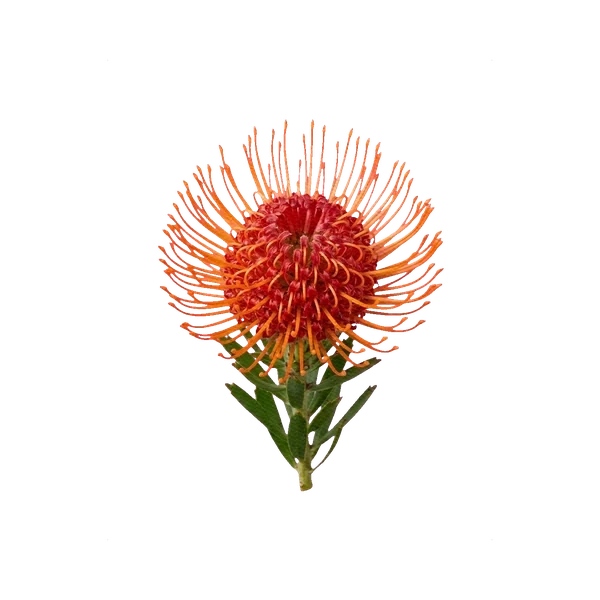 Pincushion protea (Leucospermum)