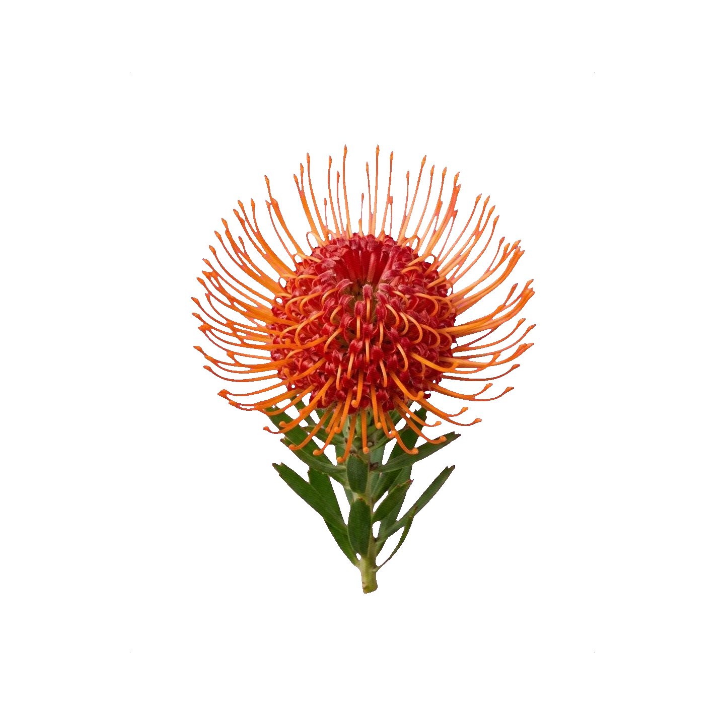 Pincushion protea (Leucospermum)