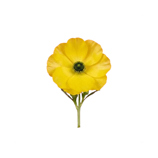 Ranunculus Butterfly