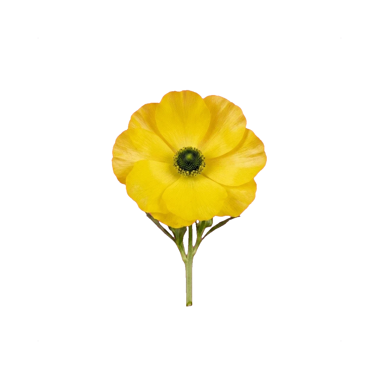 Ranunculus Butterfly
