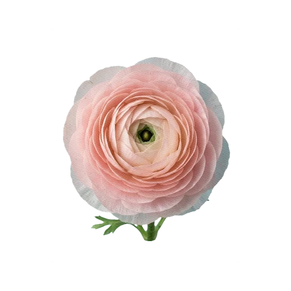 Ranunculus Cloni Pink